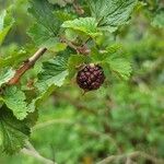 Rubus deliciosus Frutto