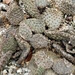 Opuntia basilaris 葉