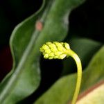 Bulbophyllum atrorubens Flower