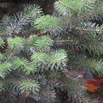 Abies cephalonica Folha