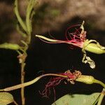 Bauhinia ungulata Květ