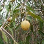 Capparis quiniflora Fruit