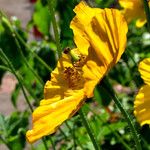 Papaver cambricum Blomma