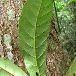 Coelocaryon preussii Hoja