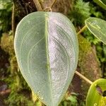 Peperomia maculosa Blad