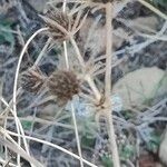 Eryngium campestreFlower