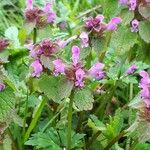 Lamium purpureumBlüte