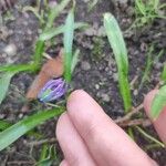 Scilla sibericaFlower