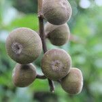 Ficus mauritiana LamarckOutro