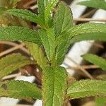 Stachys palustris Leaf