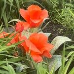 Tulipa greigii Flower
