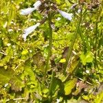 Salvia lyrata Blüte