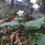 Solanum villosumFlower