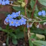 Myosotis sylvatica Květ