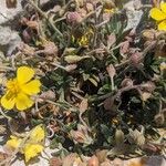 Helianthemum italicum Cvet