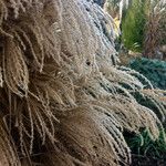 Miscanthus sinensis 果