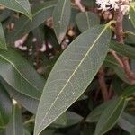 Osmanthus decorus Blatt