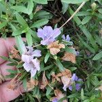 Dyschoriste linearis Flor
