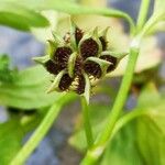 Ranunculus muricatus Fruit