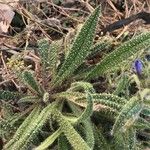 Echium asperrimum Leaf