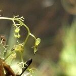 Utricularia minor Leaf