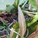 Lobelia cardinalis Leaf