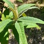 Buddleja globosa पत्ता