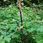 Angelica atropurpurea Hoja