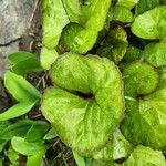 Ligularia dentata Leaf