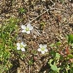 Sagina glabra Flor