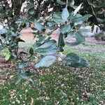 Quercus ilex Fuelha