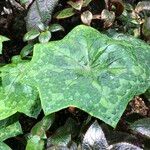 Podophyllum cv. 'Kaleidoscope' 葉