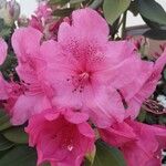 Rhododendron simsiiFlower