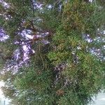 Juniperus phoeniceaElinympäristö