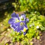 Polemonium foliosissimum Fiore