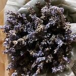 Lavandula latifoliaЦветок