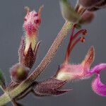 Teucrium divaricatum Arall