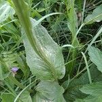 Crepis pontana Leaf