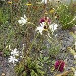 Anthericum ramosum Buveinė