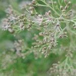 Eupatorium capillifoliumᱵᱟᱦᱟ