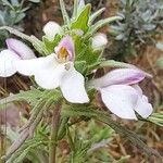 Bellardia trixago Kwiat
