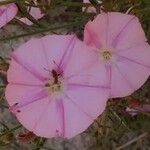 Convolvulus cantabrica Flor
