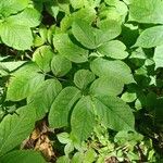 Aralia nudicaulis Φύλλο