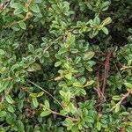 Cotoneaster dammeri Alkat (teljes növény)