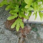 Lygodium venustum 葉
