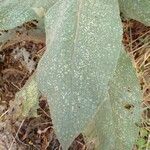 Verbascum densiflorum ᱥᱟᱠᱟᱢ