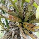 Brassavola nodosa Leaf