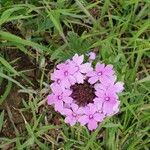 Verbena canadensis Žiedas