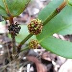 Phyllanthus macrochorion Cvijet