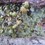 Marchantia polymorphaYaprak